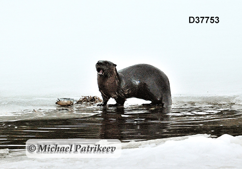 North American River Otter (Lontra canadensis)